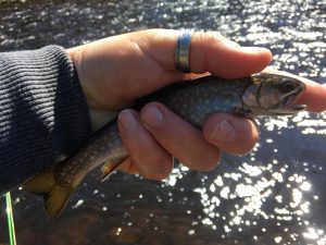 An Eastern Brook Trout from the Magalloway River System